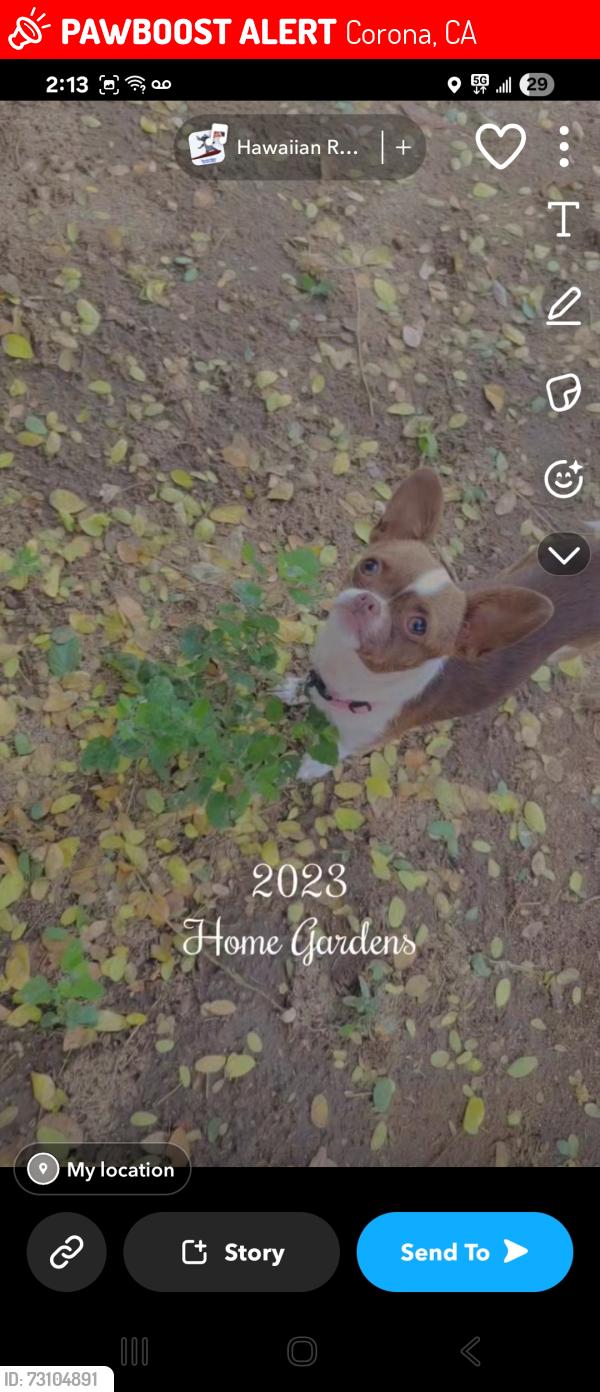 Lost Female Dog last seen Blair street and Indiana, Corona, CA 92879