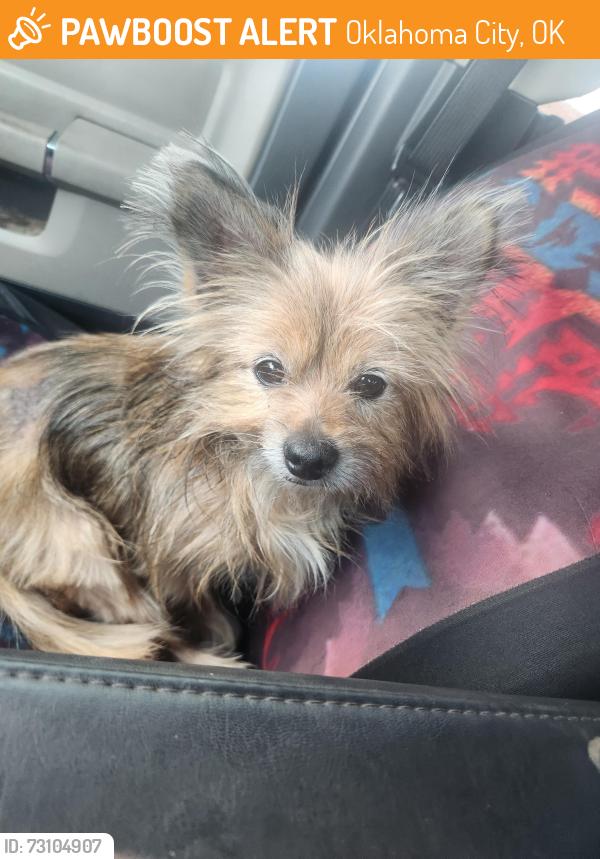 Found/Stray Male Dog last seen Briar Crest Apts off 59th between May and I-44, Oklahoma City, OK 73159