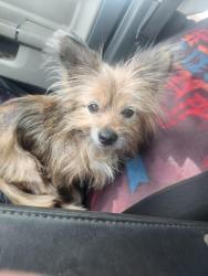 Found/Stray Male Dog last seen Briar Crest Apts off 59th between May and I-44, Oklahoma City, OK 73159