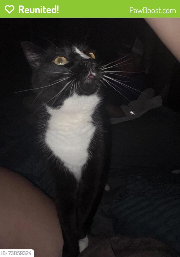 Reunited Male Cat last seen Osprey and Lisgar (Glen Meadows Rd), Mississauga, ON L5N 7T9