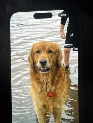 Lost Male Dog last seen Rita ave, Wichita, KS 67213