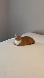 Reunited Female Cat last seen Near Paiges Pl, Supply, NC 28462, USA, Supply, NC 28462