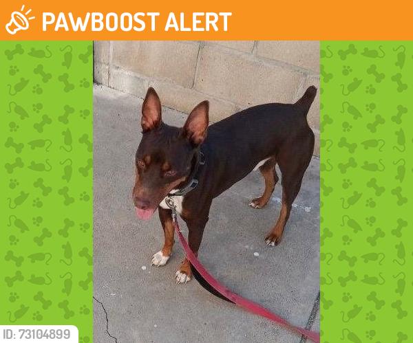 Found/Stray Male Dog last seen Dobinson and City Terrace Dr., Los Angeles, CA 90033