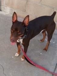 Found/Stray Male Dog last seen Dobinson and City Terrace Dr., Los Angeles, CA 90033