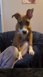 Lost Female Dog last seen East Acres, Decatur, AL 35601