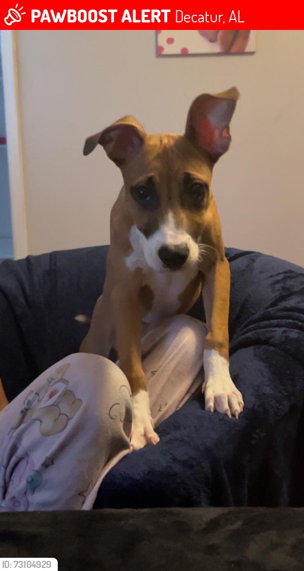 Lost Female Dog last seen East Acres, Decatur, AL 35601