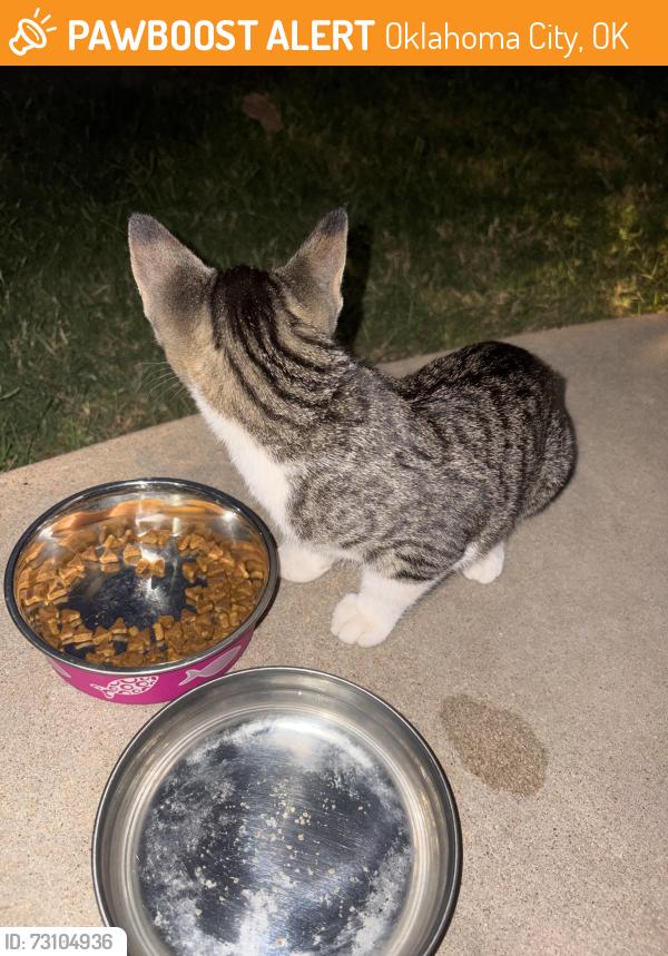 Found/Stray Unknown Cat last seen Garden Gate Dr and Patco, Oklahoma City, OK 73099