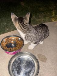 Found/Stray Unknown Cat last seen Garden Gate Dr and Patco, Oklahoma City, OK 73099