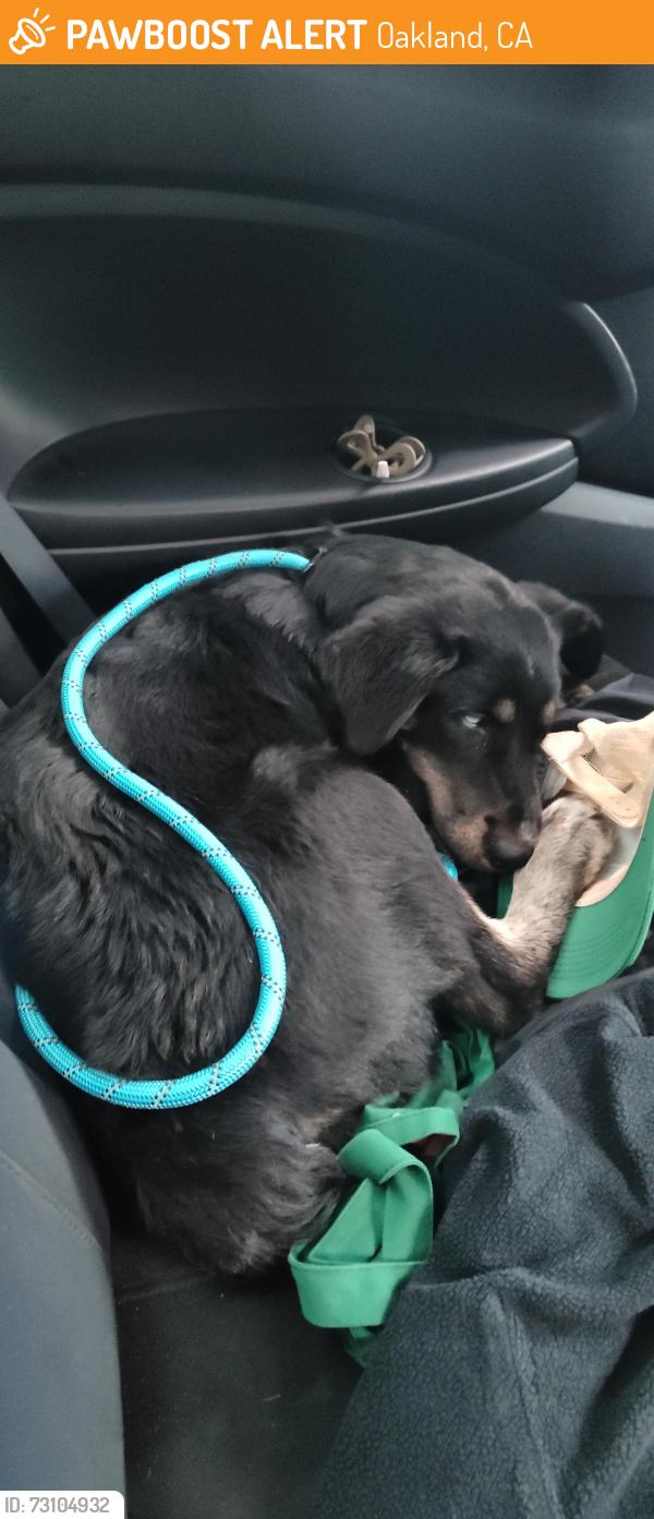 Found/Stray Female Dog last seen 84th ave, Oakland, CA 94621
