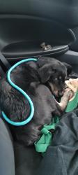 Found/Stray Female Dog last seen 84th ave, Oakland, CA 94621