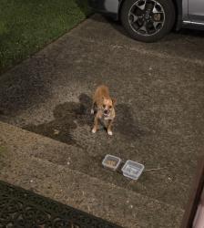 Found/Stray Male Dog last seen White Station Rd. And Sanderlin, Memphis, TN 38120