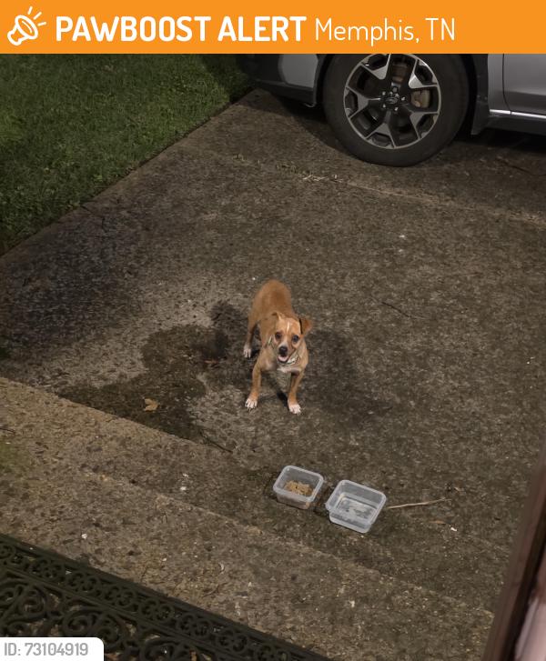 Found/Stray Male Dog last seen White Station Rd. And Sanderlin, Memphis, TN 38120