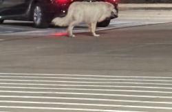 Found/Stray Unknown Dog last seen Tom Thumb, Garland, TX 75040