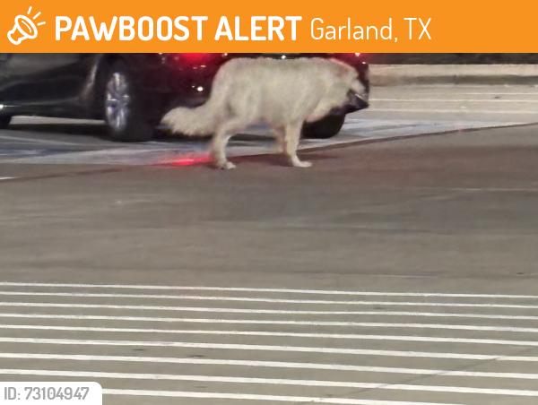 Found/Stray Unknown Dog last seen Tom Thumb, Garland, TX 75040