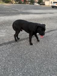Found/Stray Male Dog last seen Alabama & 19th St, Indianapolis, IN 46202
