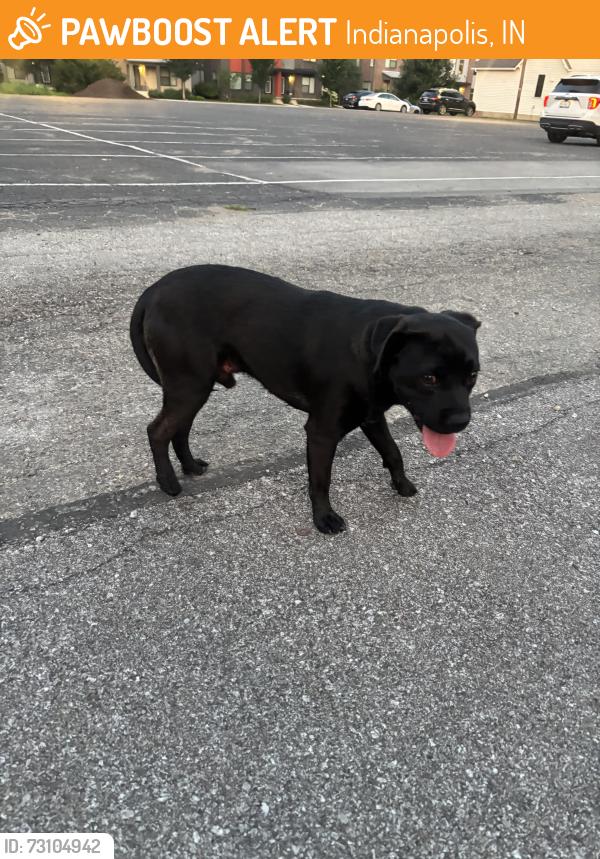 Found/Stray Male Dog last seen Alabama & 19th St, Indianapolis, IN 46202