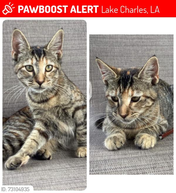 Lost Female Cat last seen Lake Street, Lake Charles, LA 70605