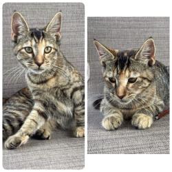 Lost Female Cat last seen Lake Street, Lake Charles, LA 70605