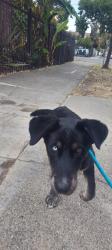 Found/Stray Female Dog last seen 84th ave, Oakland, CA 94621