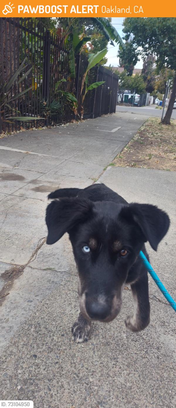 Found/Stray Female Dog last seen 84th ave, Oakland, CA 94621