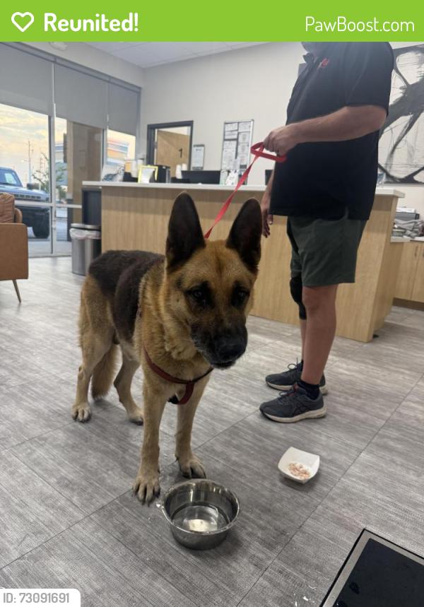 Reunited Male Dog last seen Fern Hill Drive, Gibsonton, FL 33534