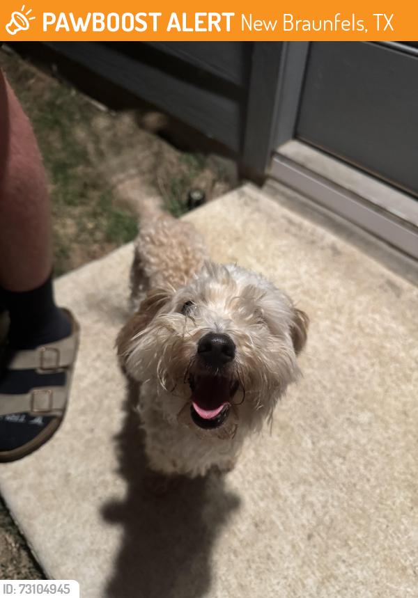 Found/Stray Female Dog last seen Grace Meadows, New Braunfels, TX 78130