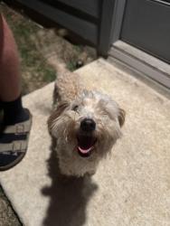 Found/Stray Female Dog last seen Grace Meadows, New Braunfels, TX 78130