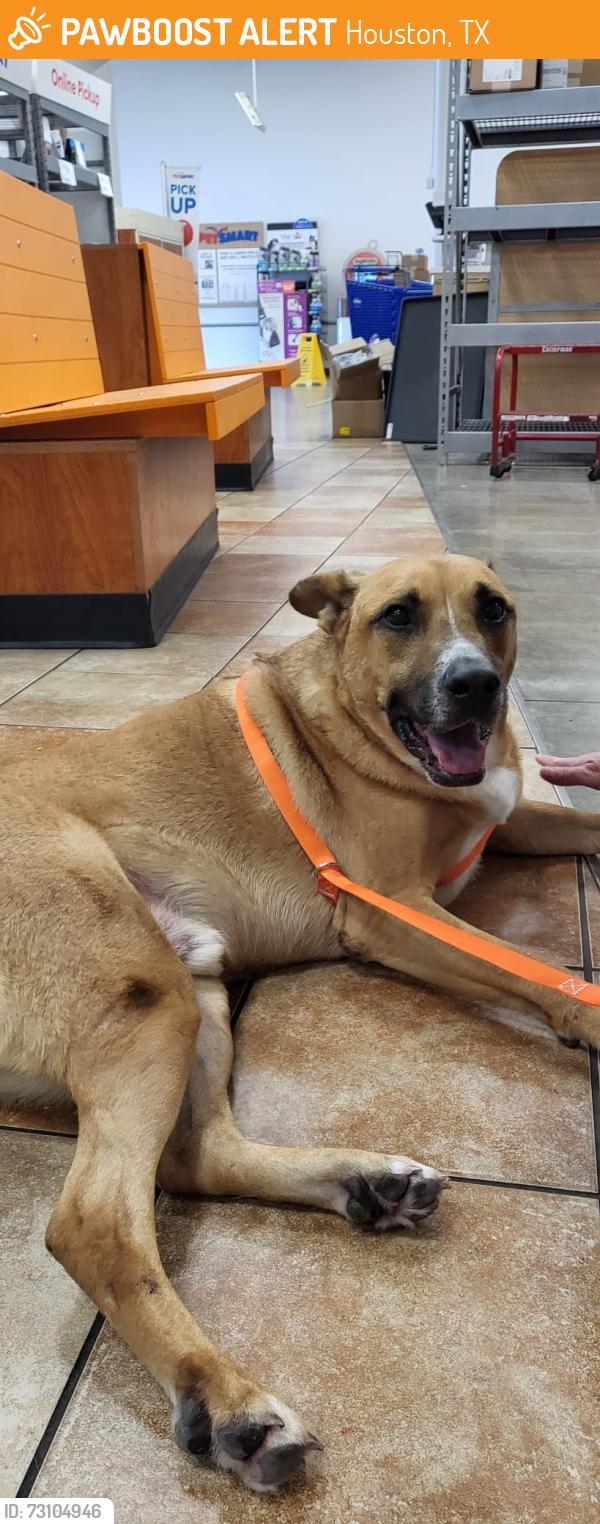 Found/Stray Male Dog last seen Near & 1960, Houston, TX 77073