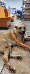 Found/Stray Male Dog last seen Near & 1960, Houston, TX 77073