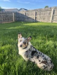 Reunited Male Dog last seen Near E Columbia Ave, Spartanburg, SC 29306, USA, Spartanburg, SC 29306