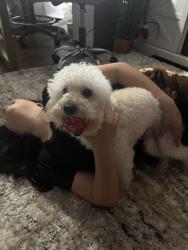 Lost Male Dog last seen 73rd, Oakland, CA 94621