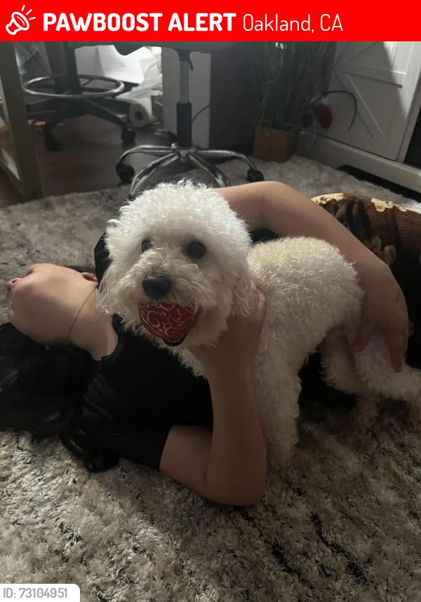 Lost Male Dog last seen 73rd, Oakland, CA 94621