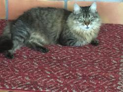 Lost Female Cat last seen Brodie Lane, Austin, TX 78748