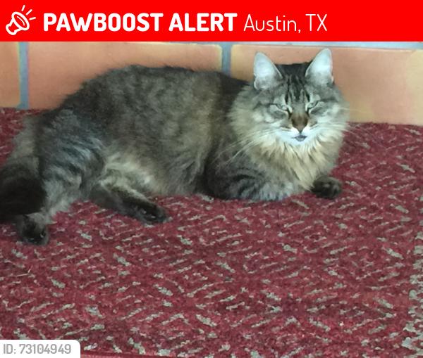 Lost Female Cat last seen Brodie Lane, Austin, TX 78748