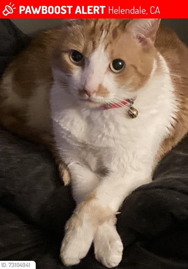 Lost Female Cat last seen “Fratelli’s Pizza” on Helendale rd, Helendale, CA 92342