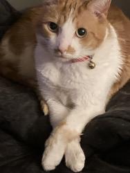 Lost Female Cat last seen “Fratelli’s Pizza” on Helendale rd, Helendale, CA 92342