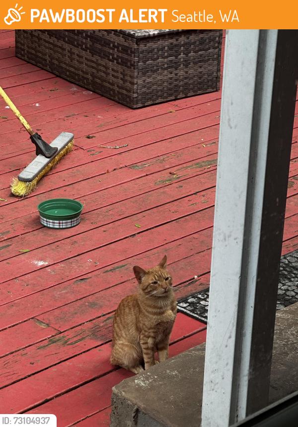 Found/Stray Male Cat last seen Lewis Park, Seattle, WA 98144