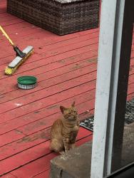 Found/Stray Male Cat last seen Lewis Park, Seattle, WA 98144