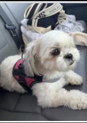 Lost Female Dog last seen Philadelphia St, Colton, CA 92324