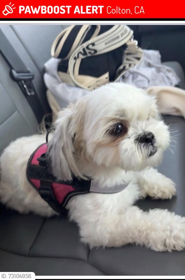 Lost Female Dog last seen Philadelphia St, Colton, CA 92324