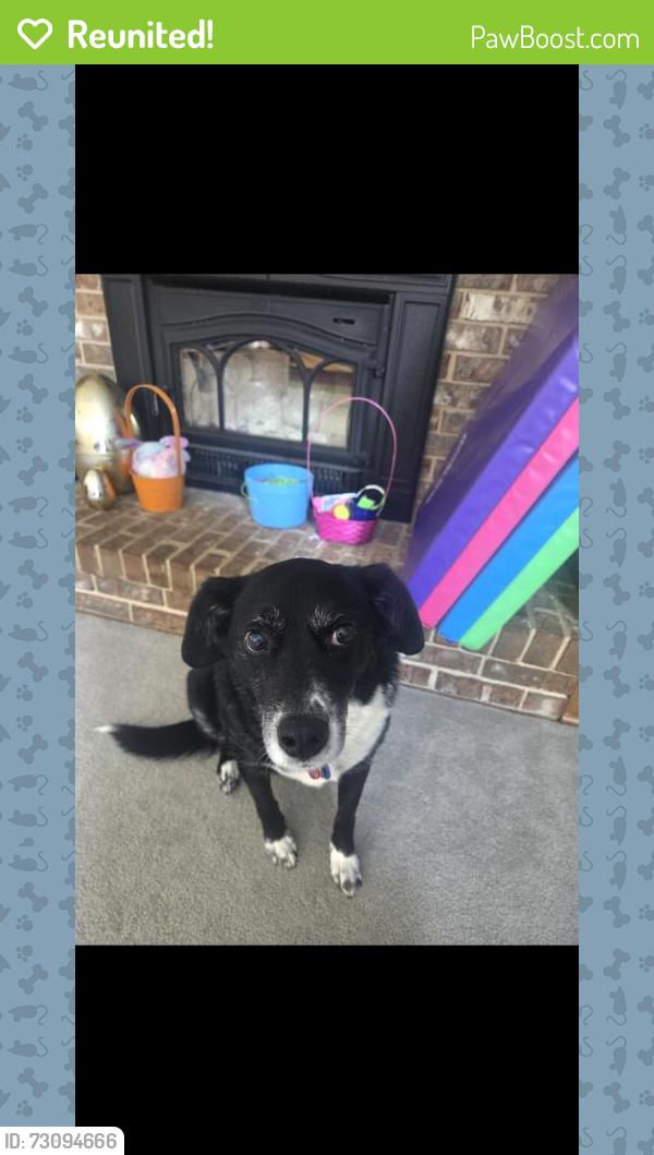 Reunited Male Dog last seen Ironton Telephone company , Coplay, PA 18037