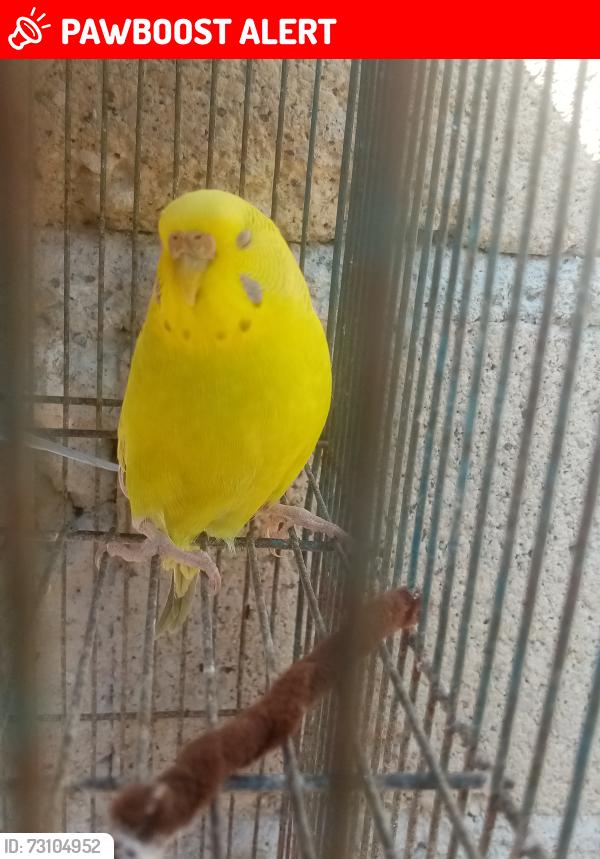 Lost Female Bird last seen Av. Francisco Villa Edomex Ecatepec en una pizzería llamada gregorio 's pizza, Ecatepec de Morelos, Méx. 
