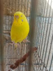 Lost Female Bird last seen Av. Francisco Villa Edomex Ecatepec en una pizzería llamada gregorio 's pizza, Ecatepec de Morelos, Méx. 