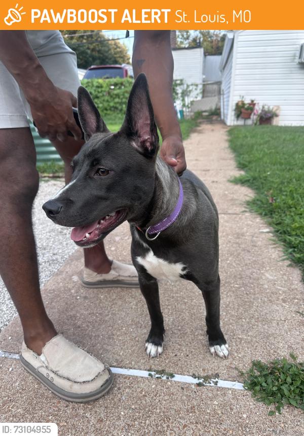 Found/Stray Female Dog last seen Carondelet Park, St. Louis, MO 63116