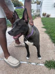 Found/Stray Female Dog last seen Carondelet Park, St. Louis, MO 63116