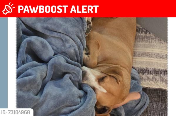 Lost Female Dog last seen Airport and academy, Colorado Springs, CO 80910