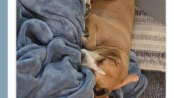 Lost Female Dog last seen Airport and academy, Colorado Springs, CO 80910