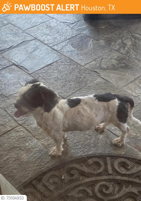 Found/Stray Female Dog last seen Clay Rd, Queenston Rd, Houston, TX 77084