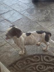 Found/Stray Female Dog last seen Clay Rd, Queenston Rd, Houston, TX 77084