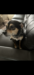 Lost Male Dog last seen 122nd and Douglas, Jones, OK 73049